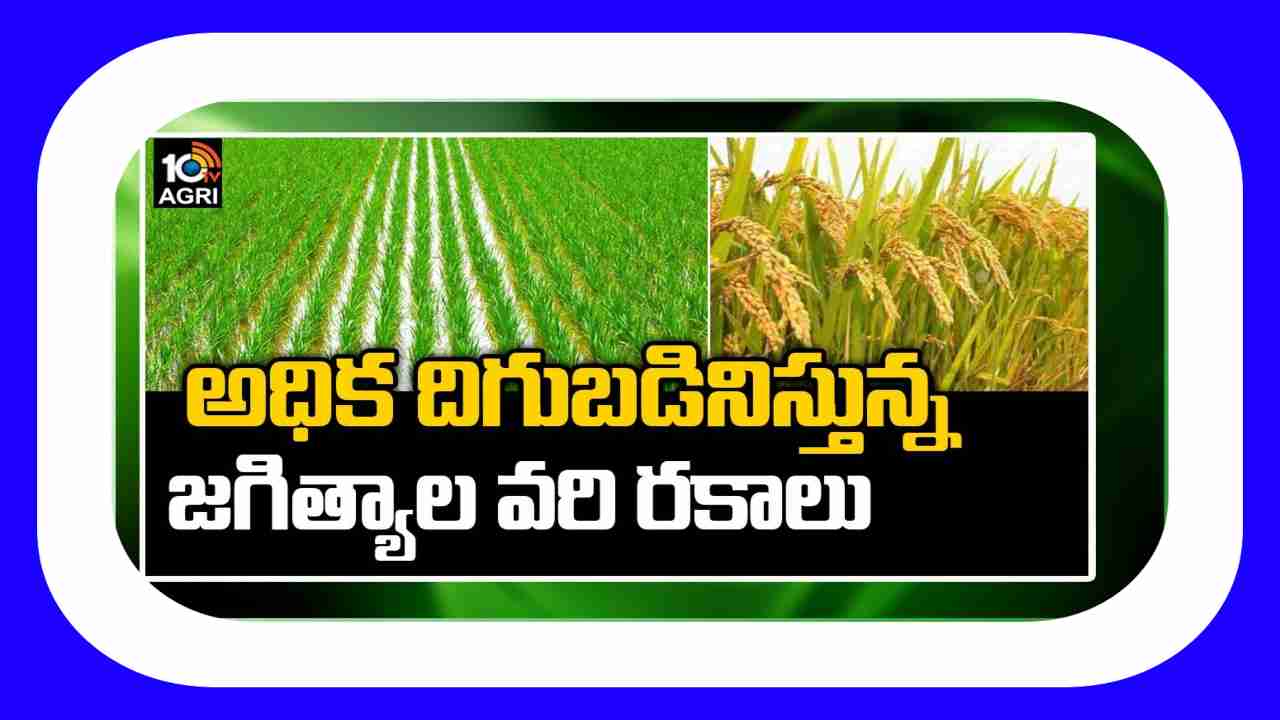 Jagtial Paddy Varieties : ఖరీఫ్ కు అనువైన జగిత్యాల వరి రకాలు