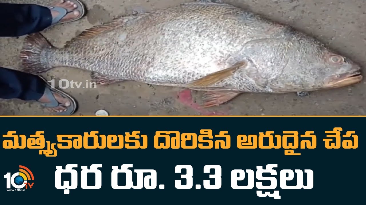 Kachidi Fish..Kakinada : మత్స్యకారులకు దొరికిన అరుదైన చేప .. ధర రూ. 3.3 లక్షలు