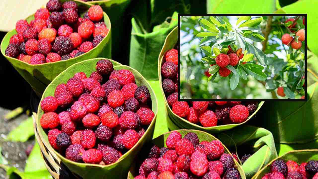 Kafal Fruit : ఉత్తరాఖండ్ అడవి పండు బేబెర్రీ ఆరోగ్య ప్రయోజనాలు… ఉపయోగాలు !