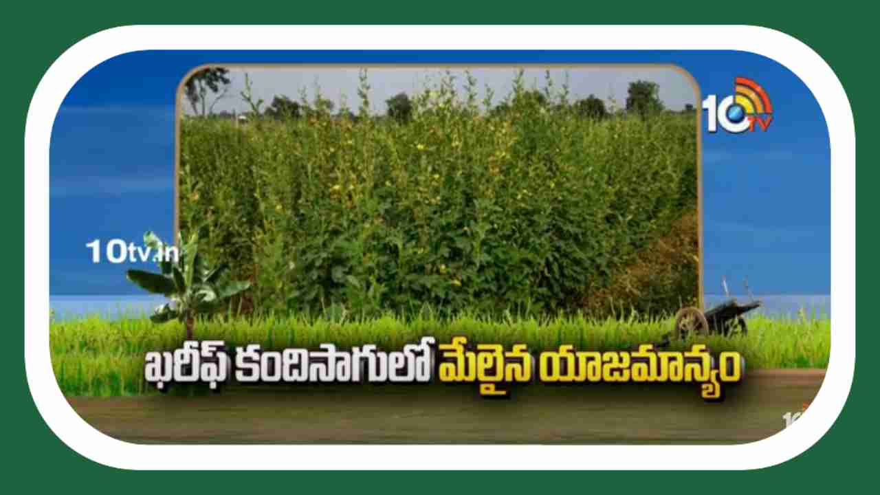 Kharif Kandi Cultivation : ఖరీఫ్ కందిలో అధిక దిగుబడులకోసం మెళకువలు