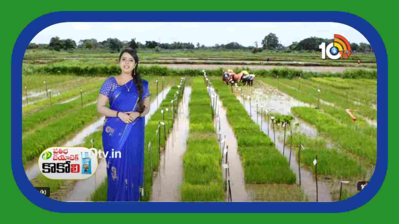 Kharif Paddy : ఖరీఫ్ వరినారుమడులను పోస్తున్న రైతులు.. నాణ్యమైన నారుకోసం చేపట్టాల్సిన మెళకువలు