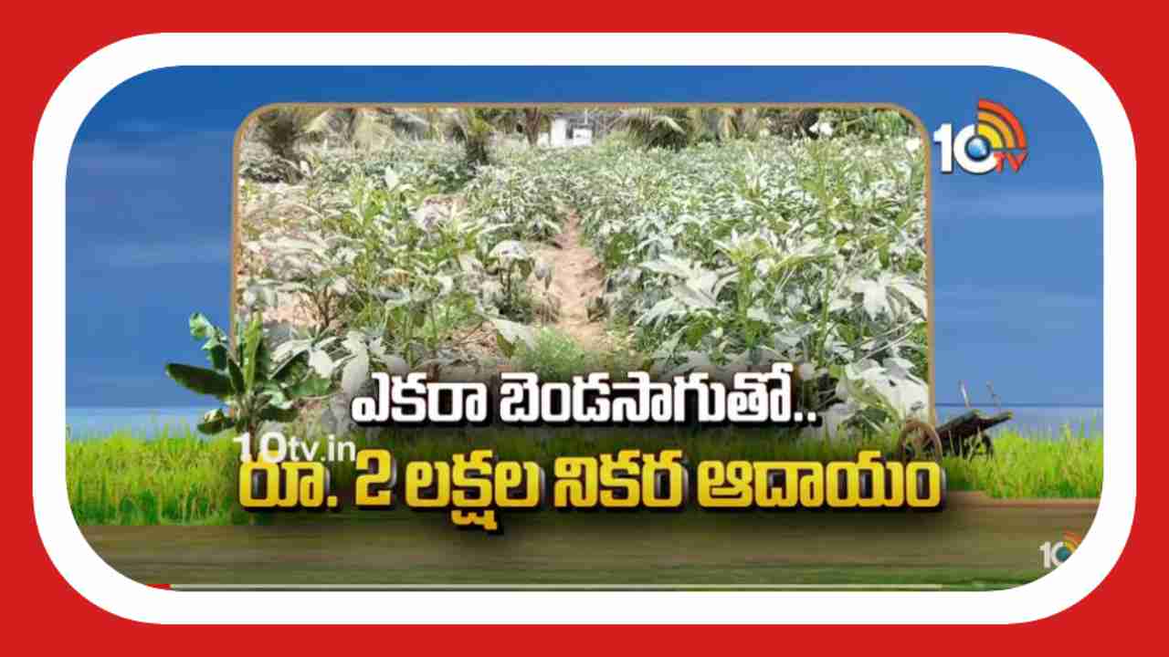 Benda Cultivation : ప్రకృతి విధానంలో బెండ సాగు.. ఎకరాకు 2 లక్షల నిరకర ఆదాయం