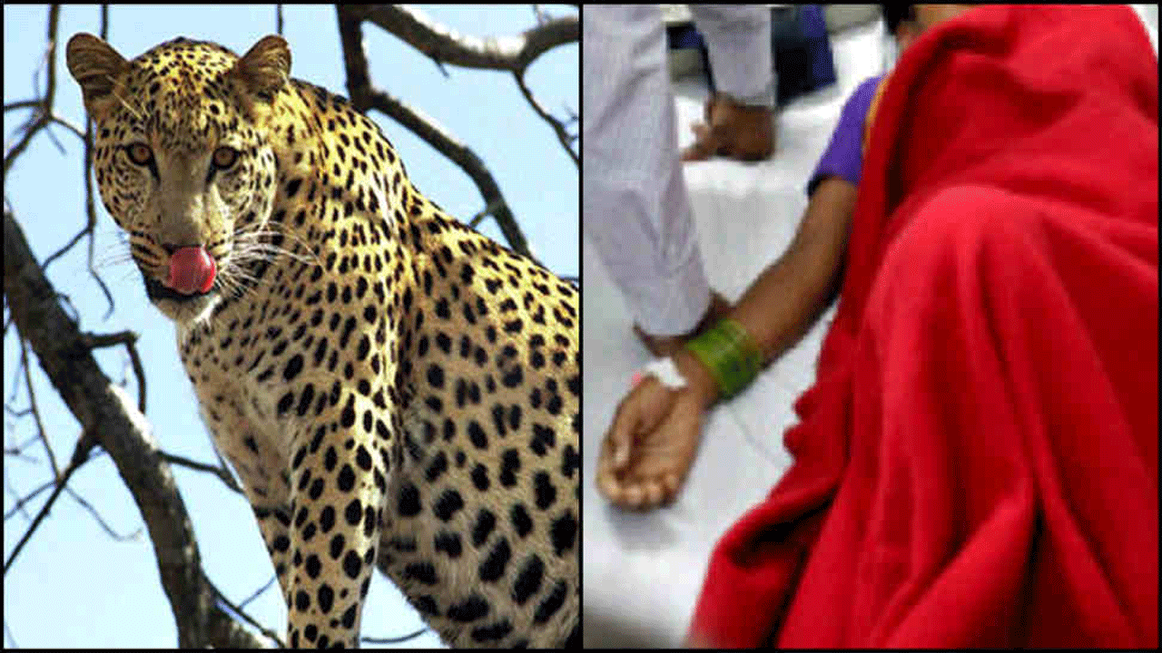 Leopard Attack : చిరుతపులి దాడిలో మహిళ మృతి