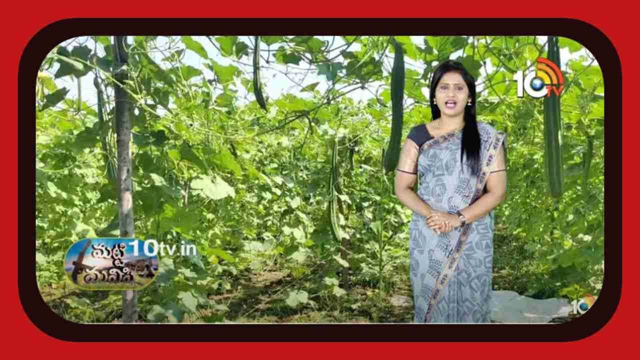 Luffa Cultivation : బీరసాగుతో అధిక లాభాలు పొందుతున్న నెల్లూరు జిల్లా రైతు