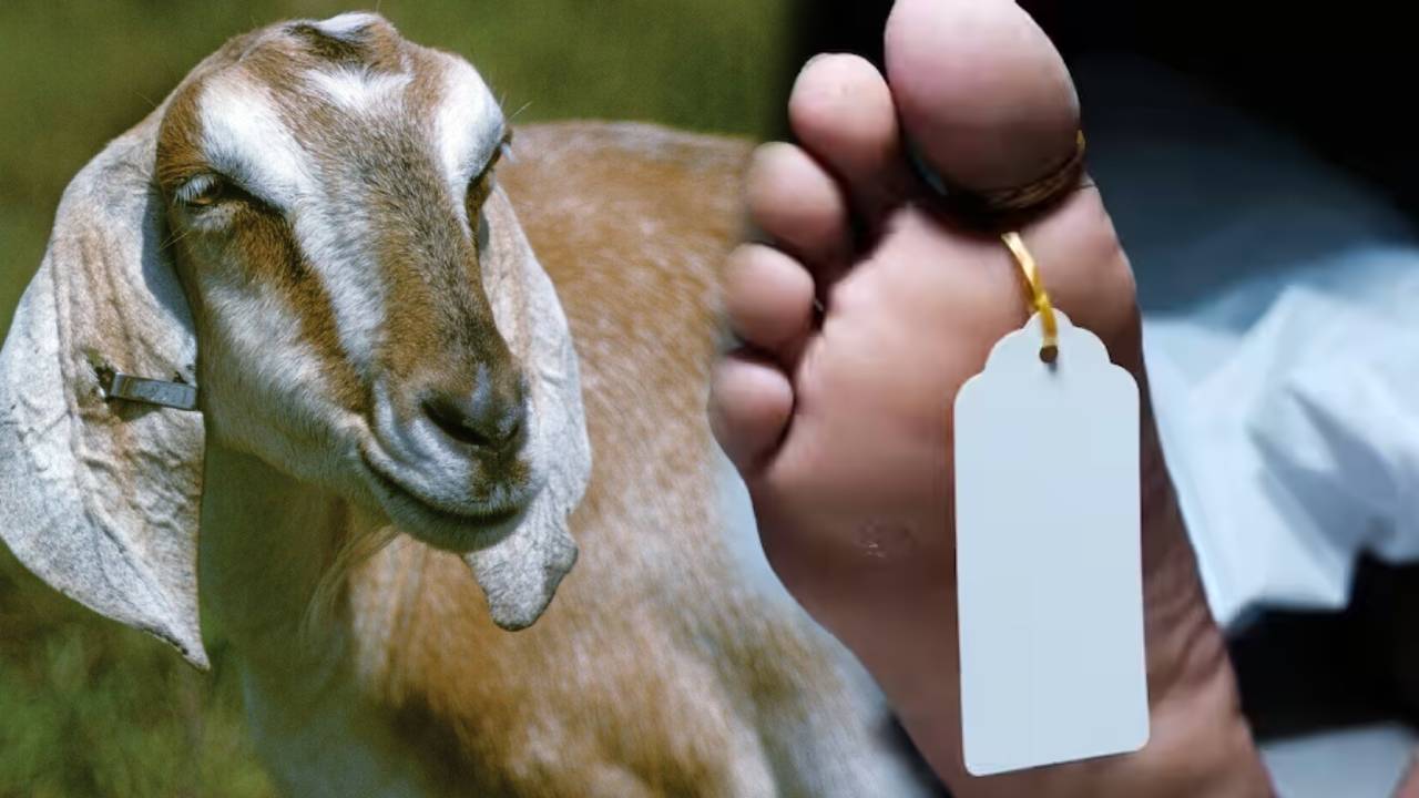 Chhattisgarh : తనను బలి ఇచ్చిన వ్యక్తి ప్రాణం తీసిన అదే  మేక కన్ను..!