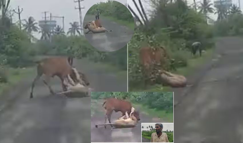 Man Saves Cow from Lione : ఆవు తలను నోటకరిచిన సింహం .. తెగువతో గోమాతను కాపాడిన రైతన్న