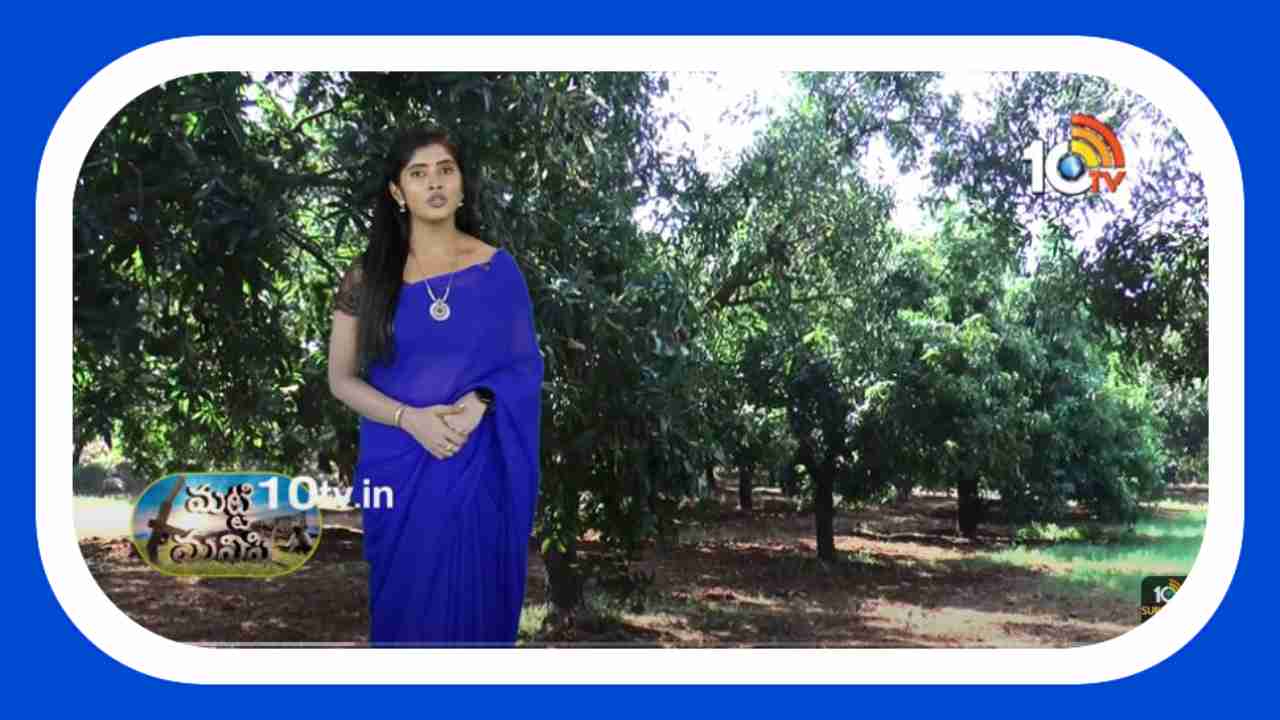 Mango Cultivation : మామిడితోటల్లో చేపట్టాల్సిన తొలకరి యాజమాన్యం