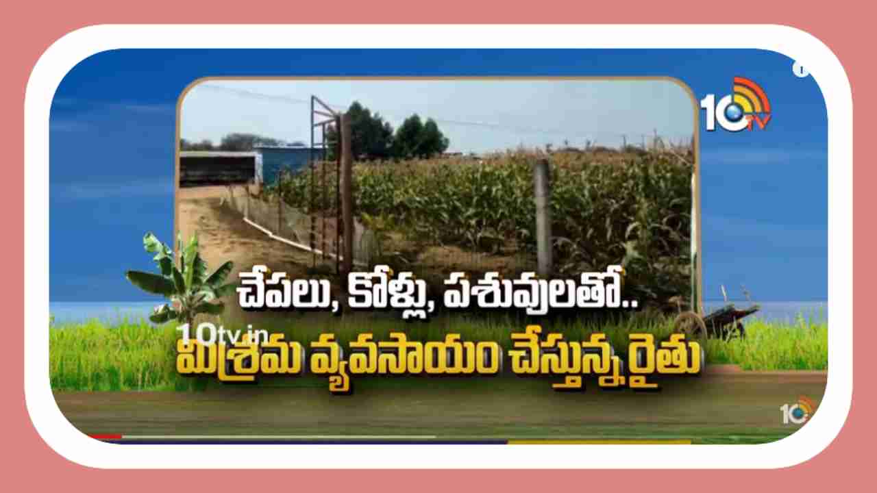 Mixed Farming : చేపలు, కోళ్లు, పశువులతో.. మిశ్రమ వ్యవసాయం చేస్తున్న రైతు