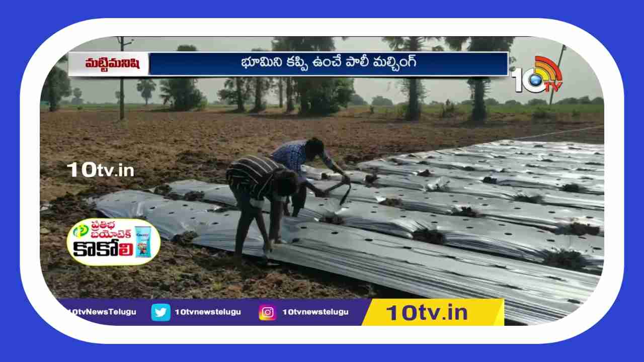 Mulching System : మల్చింగ్‌ సాగు.. లాభాలు బాగు