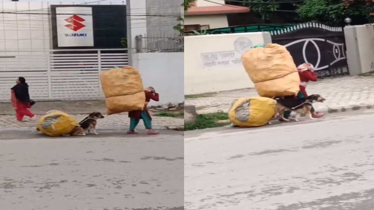 Dog helping woman : మహిళతో పాటు చెత్తా చెదారం మోసిన శునకం.. ఇలాంటి పనులు చేయంచడం తప్పంటున్న నెటిజన్లు