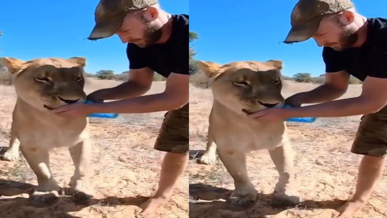 Kind man viral video : సింహానికి మంచినీళ్లు తాగించిన వ్యక్తి.. అతని ధైర్యాన్ని మెచ్చుకున్న నెటిజన్లు
