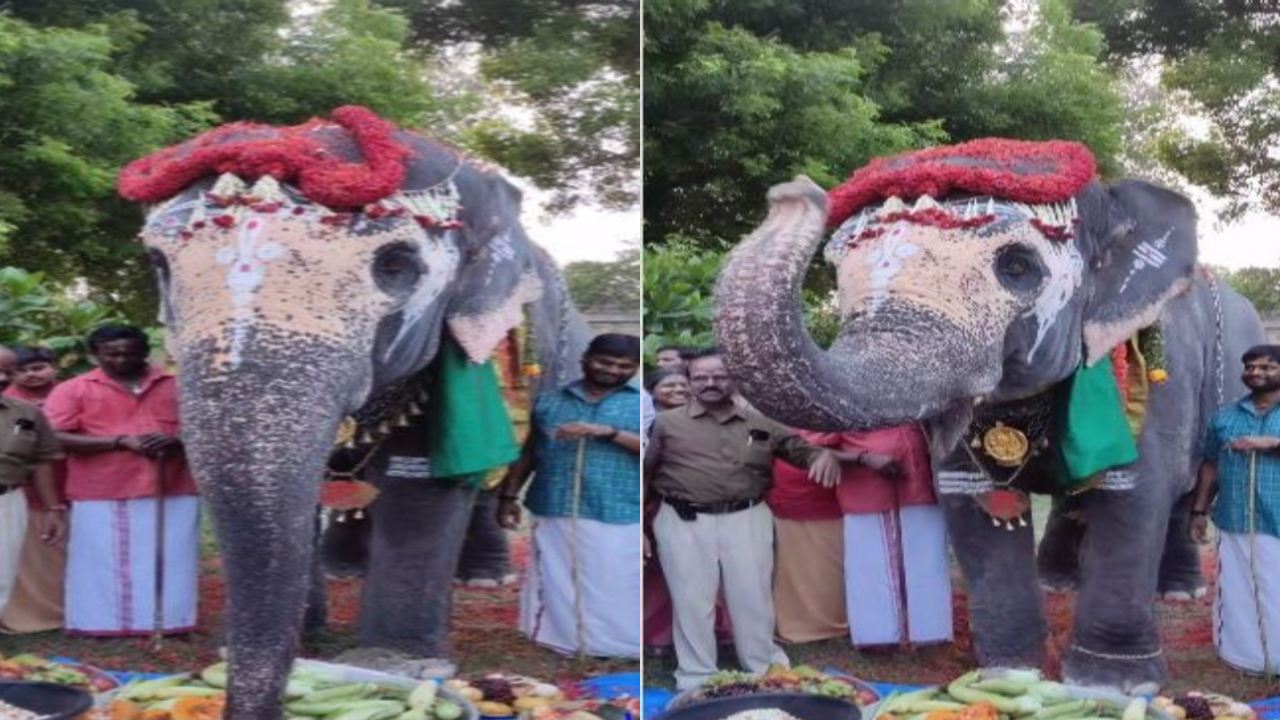 Elephant Birthday : గ్రాండ్‌గా ఏనుగు బర్త్ డే సెలబ్రేషన్స్.. విష్ చేసిన నెటిజన్లు