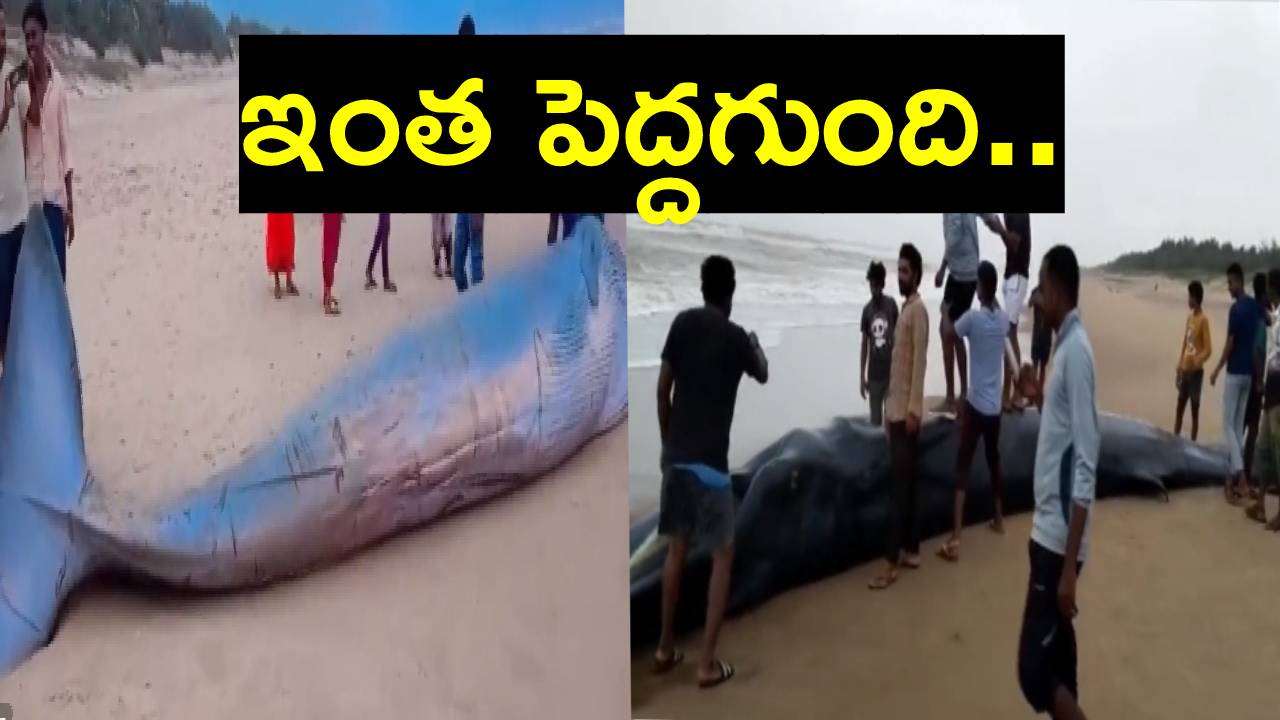 Viral Video: శ్రీకాకుళం జిల్లాలో సముద్ర తీరానికి కొట్టుకువచ్చిన భారీ తిమింగలం.. స్థానికులు దానిపైకి ఎక్కి…
