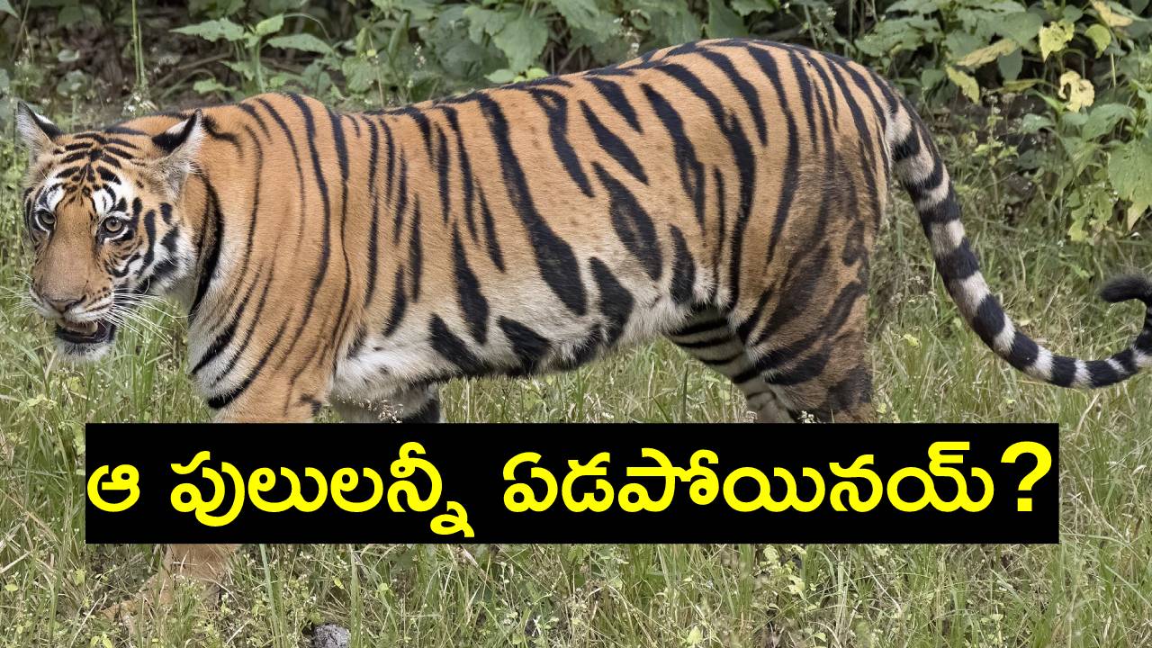 International Tiger Day 2023: ప్రపంచంలో ఏ దేశంలోనూ లేనన్ని పులులు భారత్‌లో ఉన్నాయి.. ఇక చైనాలో ఎన్నున్నాయో తెలుసా?