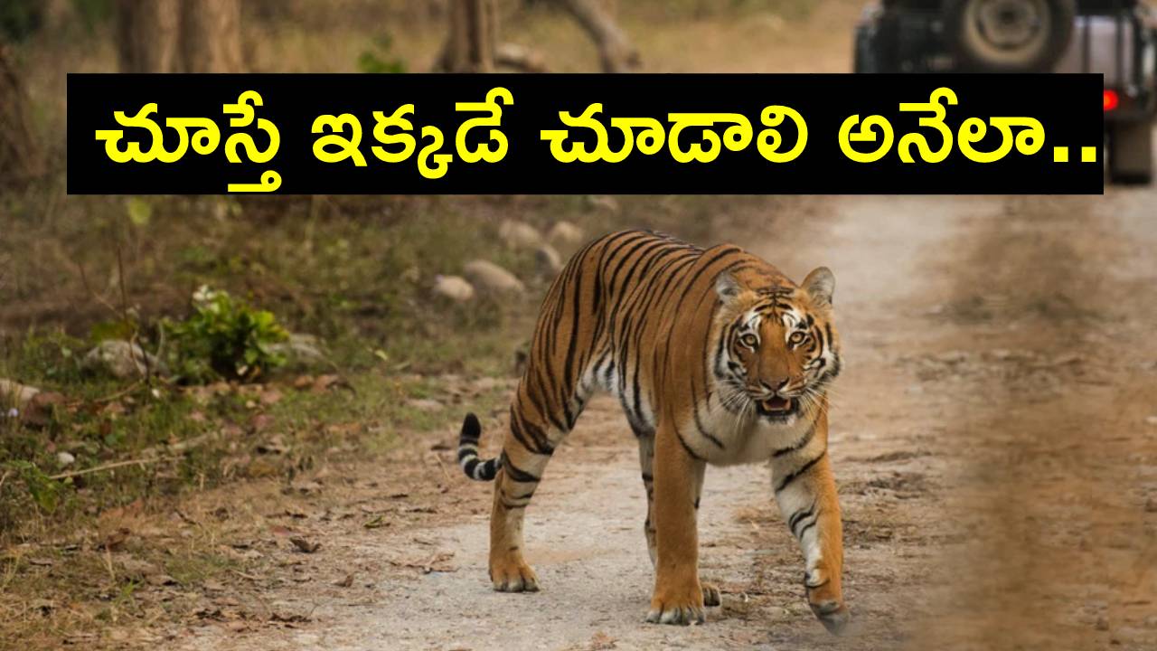 International Tiger Day 2023: పులులను చూడాలని ఉందా? ఇక్కడికి వెళ్లాల్సిందే..