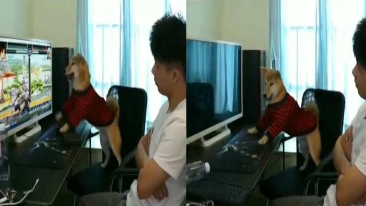 Dog Viral Video : వీడియో గేమ్ ఆడుతున్న శునకం .. కంప్యూటర్ ఆఫ్ చేయగానే దాని రియాక్షన్ చూడండి