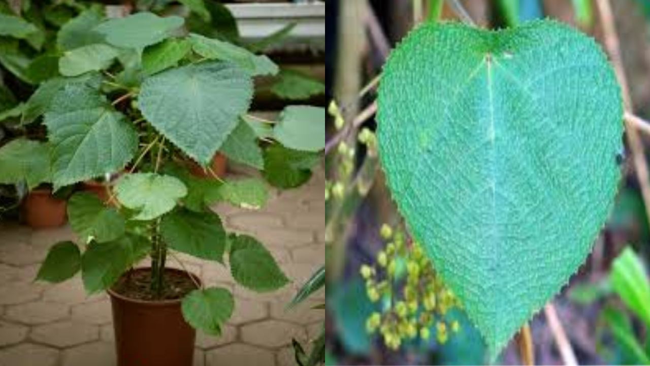 Gympie-Gympie Plant : ఆత్మహత్యను ప్రేరేపించే విషపూరితమైన మొక్క గురించి మీకు తెలుసా?