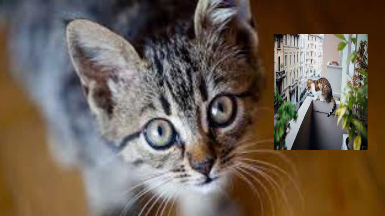 Madhya Pradesh : పసిగుడ్డును పొట్టన పెట్టుకున్న పిల్లి.. టెర్రస్‌పై నుంచి కిందకు పడేయడంతో చనిపోయిన చిన్నారి