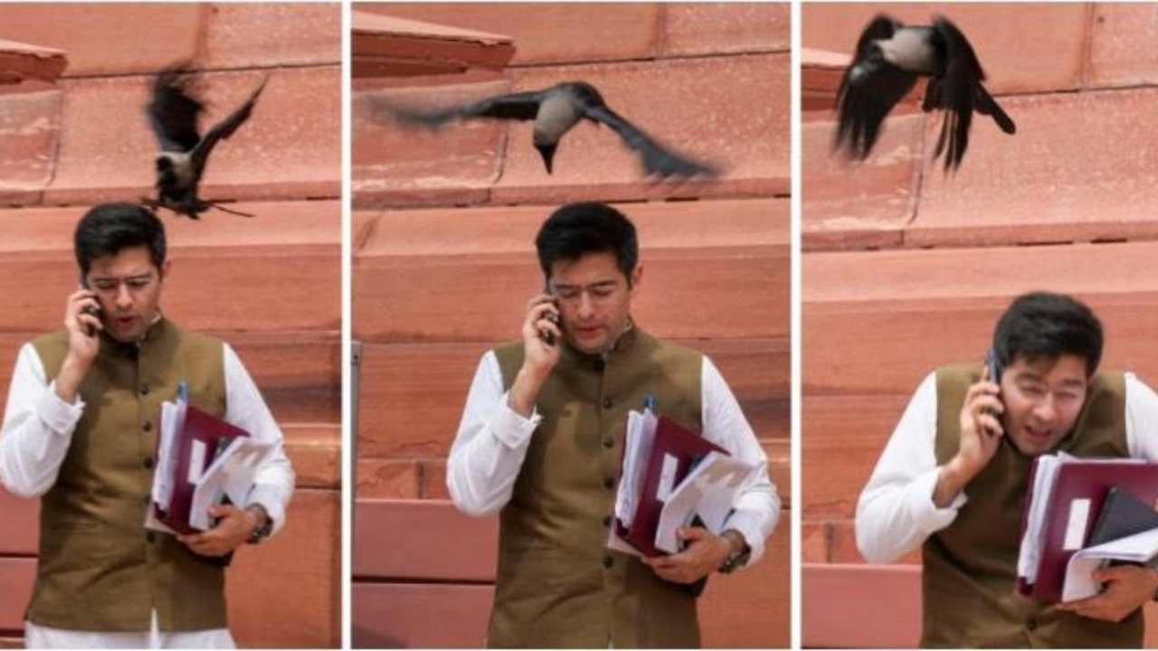 Delhi : ఆప్ ఎంపీ రాఘవ్ చద్దాపై దాడి చేసిన కాకి.. ఎగతాళి చేస్తూ బీజేపీ ట్వీట్లు