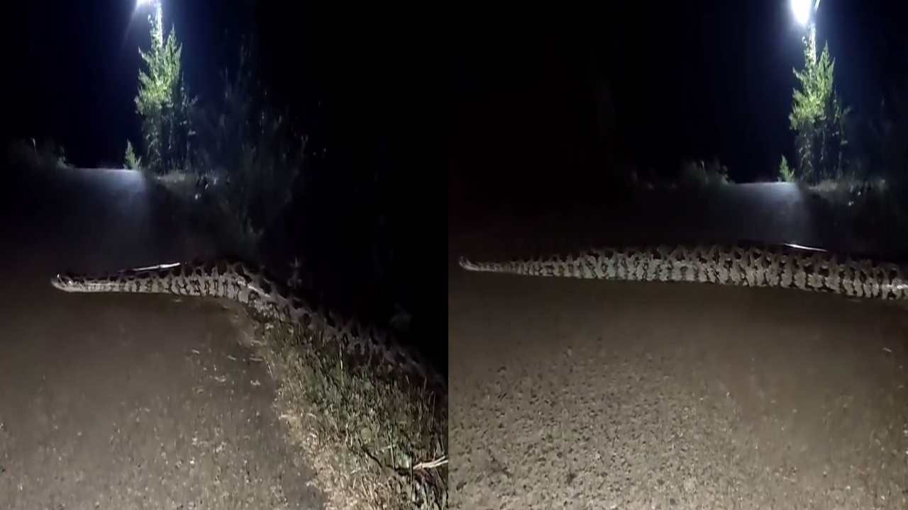 Guntur District : ఉండవల్లి పంట పొలాల్లో భారీ కొండచిలువ.. భయాందోళనలో రైతులు