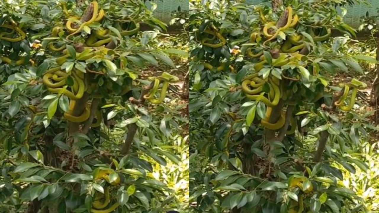 Garden of snakes :  తోటలో చెట్ల నిండా పాములే.. ఆ స్నేక్ గార్డెన్ ప్రత్యేకత ఏంటో తెలుసా?