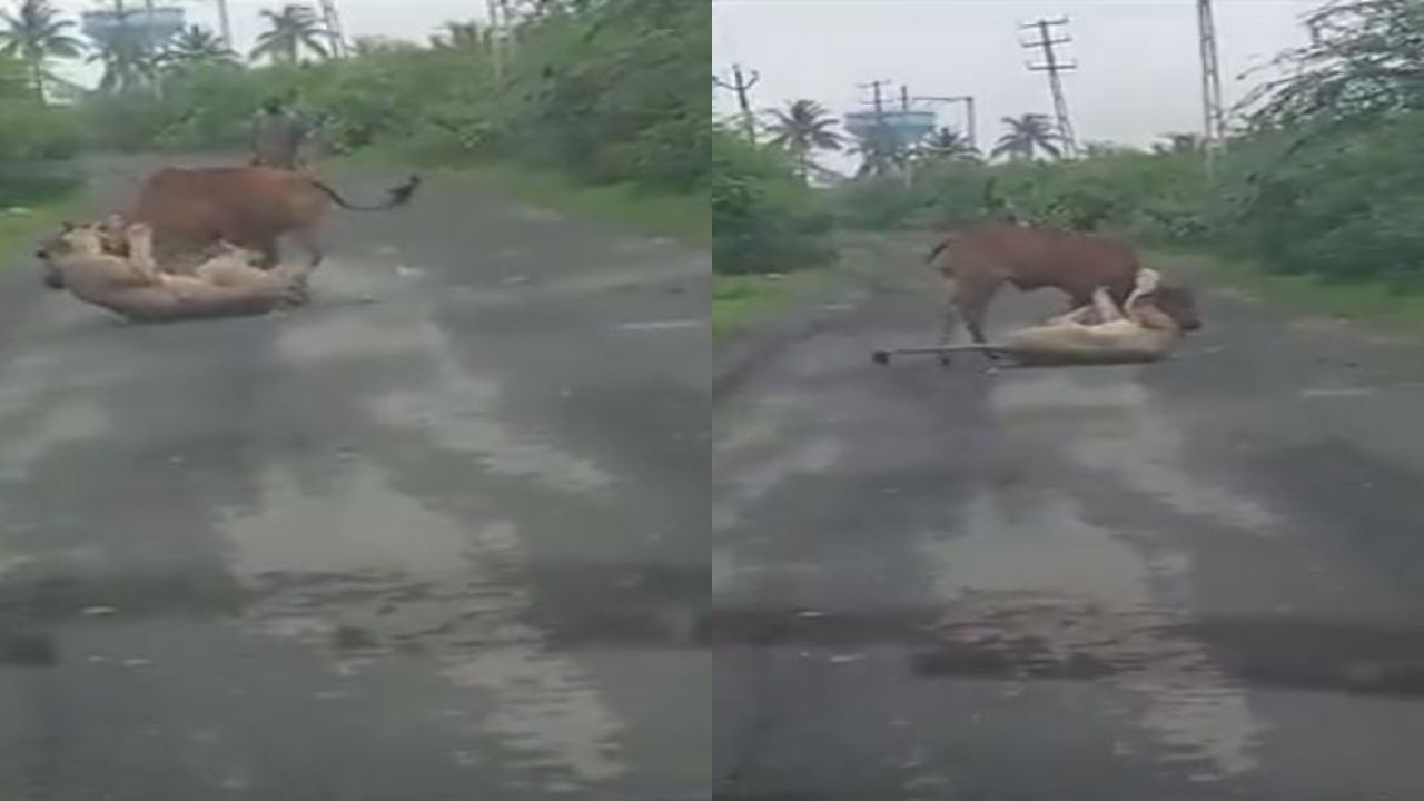 Gujarat : సింహం నుంచి ఆవును ధైర్యంగా రక్షించిన రైతు.. రియల్ హీరో అంటున్న నెటిజన్లు