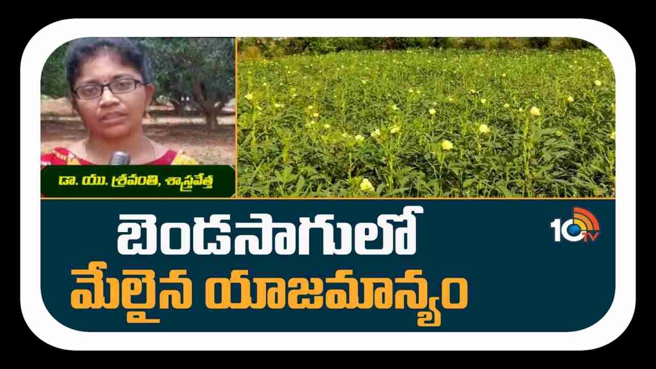 Benda cultivation : బెండసాగులో మేలైన యాజమాన్యం