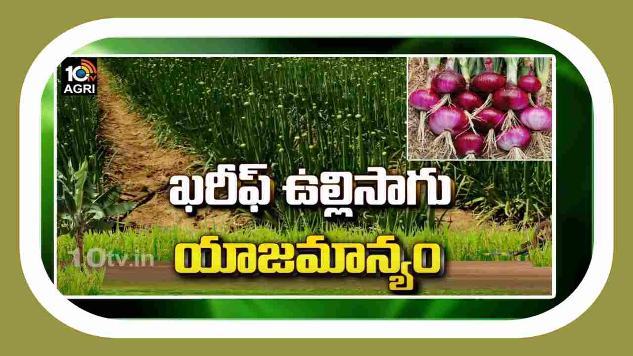Onion Varieties : ఖరీఫ్ ఉల్లిసాగుకు అనువైన రకాలు.. అధిక దిగుబడులకోసం సాగులో మేలైన యాజమాన్యం