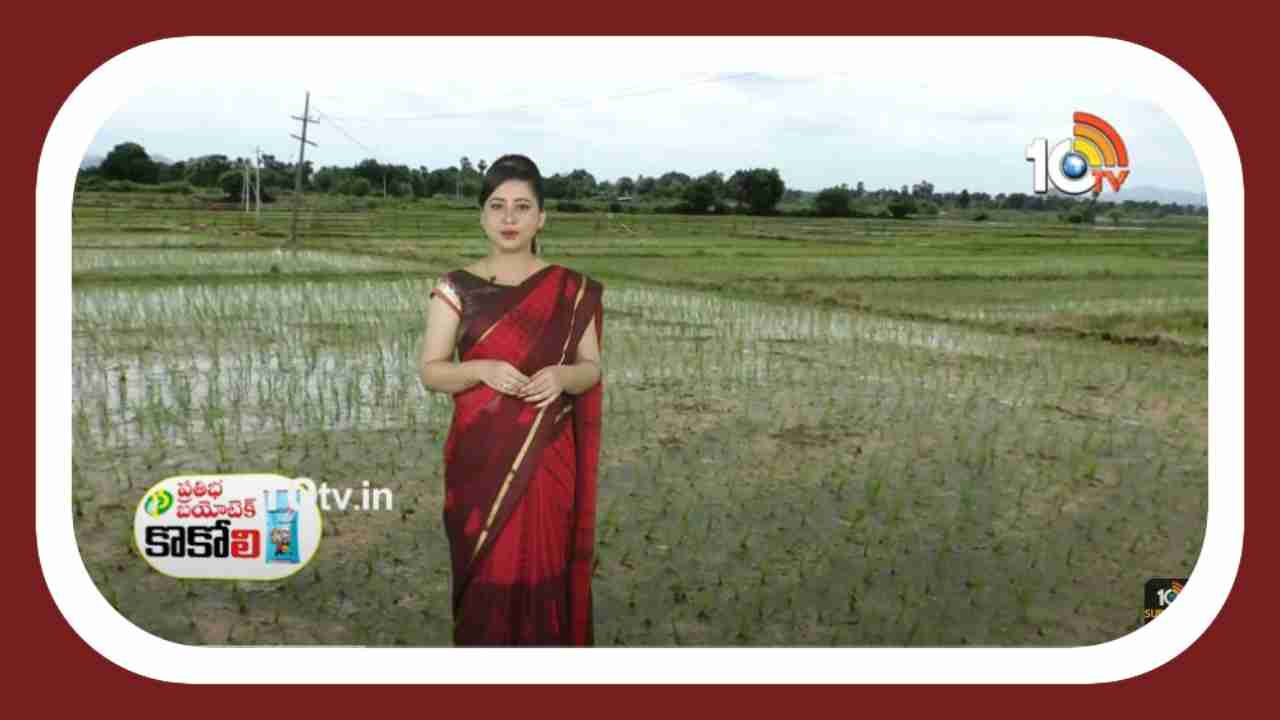 Paddy Cultivation : ఖరీఫ్ లో వరి వెదజల్లే పద్ధతికే మొగ్గుచూపుతున్న రైతులు