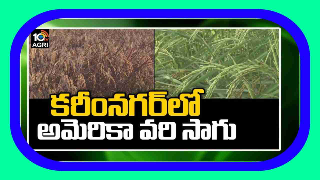 Paddy Cultivation : ఉమ్మడి కరీంనగర్ జిల్లాలో.. పెరగనున్న వరిసాగు విస్తీర్ణం