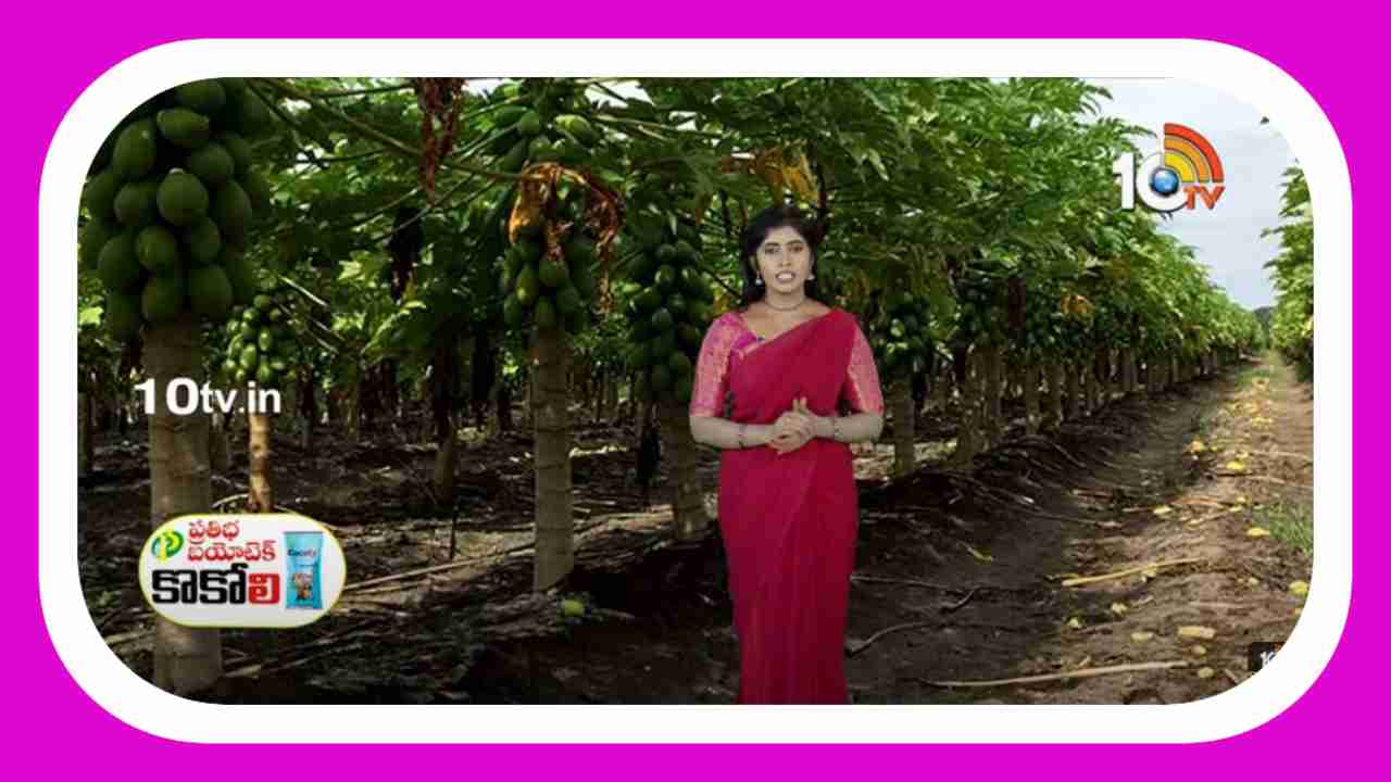 Papaya Cultivation : బొప్పాయిసాగుకు అనువైన రకాలు.. అధిక దిగుబడుల కోసం మేలైన యాజమాన్యం