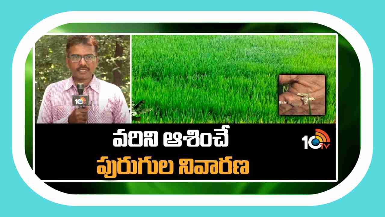 Pest Control in Paddy : వానకాలం వరిసాగులో అధికంగా ఉల్లికోడు, సుడిదోమ, కాండం తొలుచు పురుగుల తాకిడి