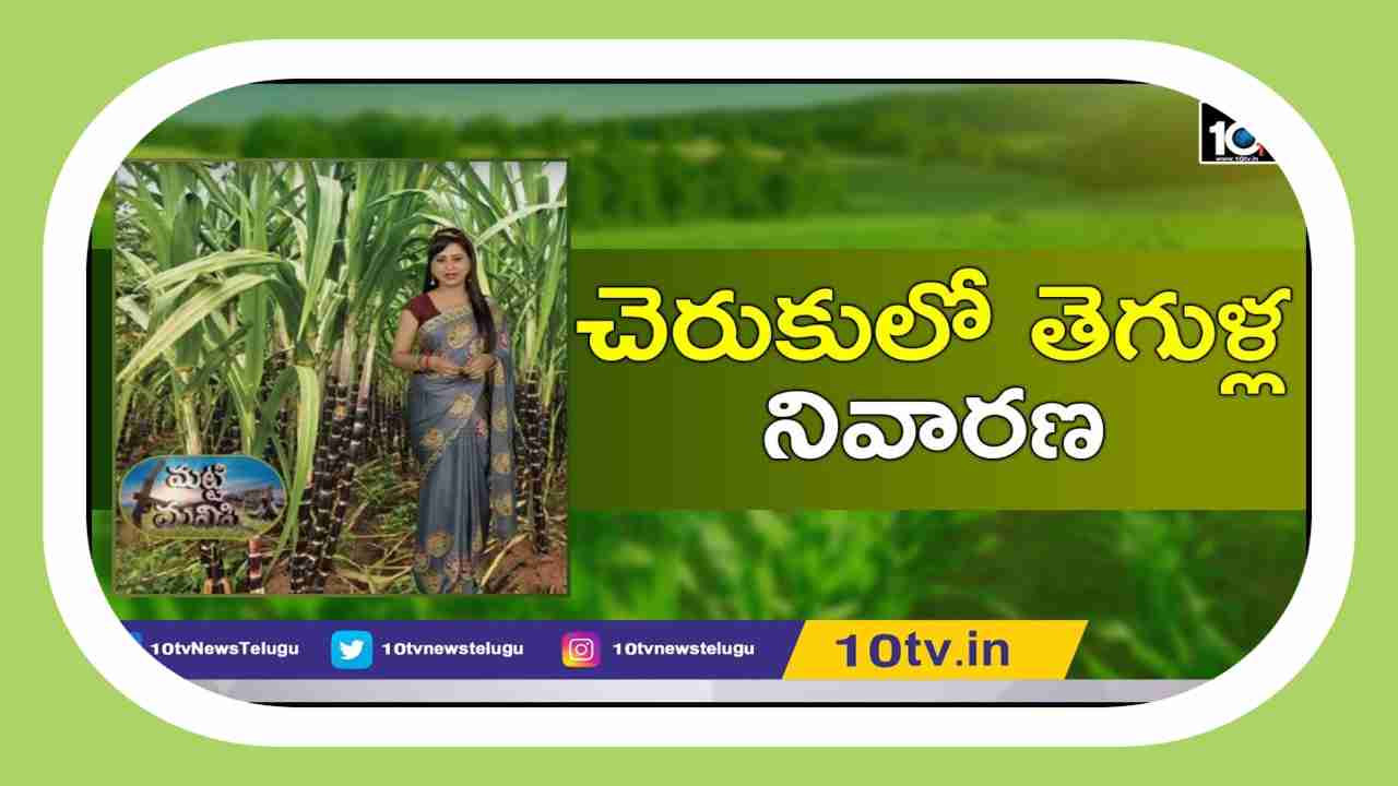 Pests In Sugarcane Plantations : లేత చెరకుతోటల్లో చీడపీడల ఉధృతి.. నివారణకు శాస్త్రవేత్తల సూచనలు