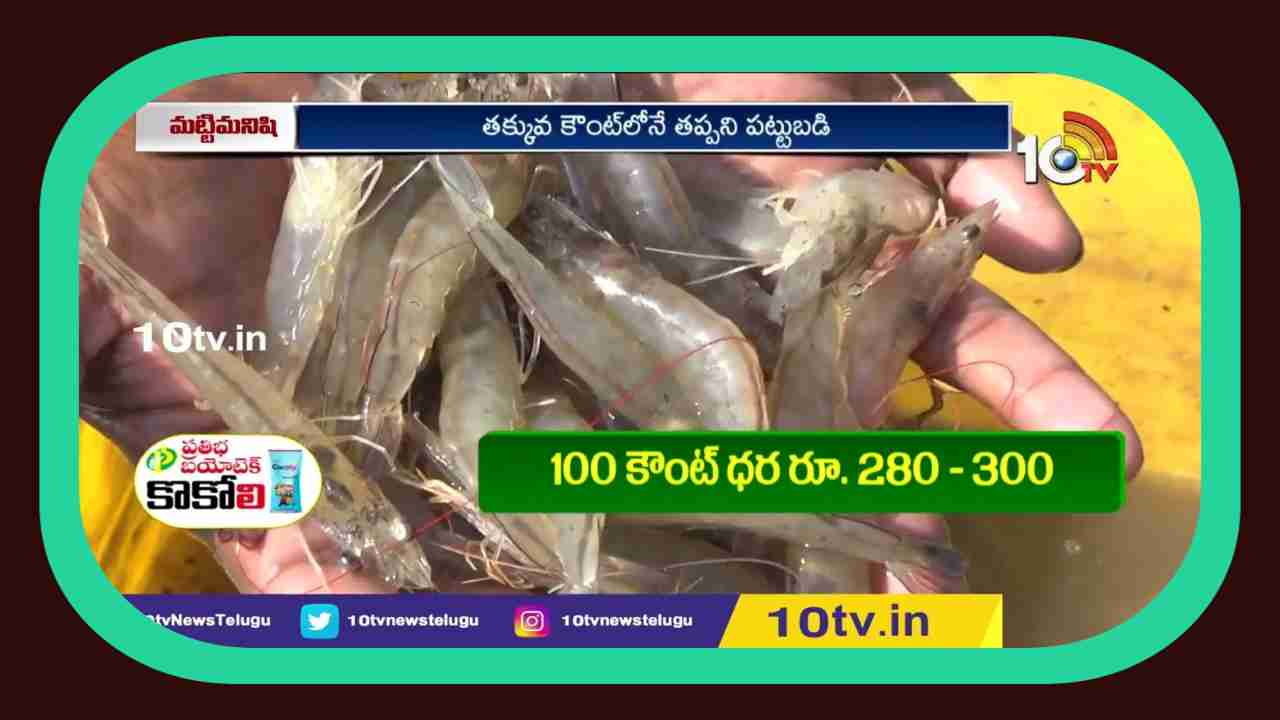Prawn Cultivation : పడిపోతున్న ధరలు, చుక్కలనంటుతున్న ఉత్పత్తి వ్యయం.. రొయ్యరైతు విలవిల