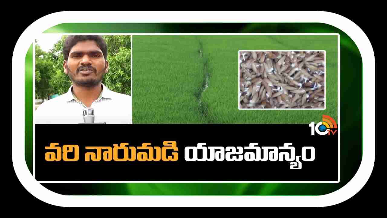 Paddy Nursery : ఖరీఫ్ వరినారుమడులను పోస్తున్న రైతులు.. నాణ్యమైన నారు కోసం చేపట్టాల్సిన మెళకువలు