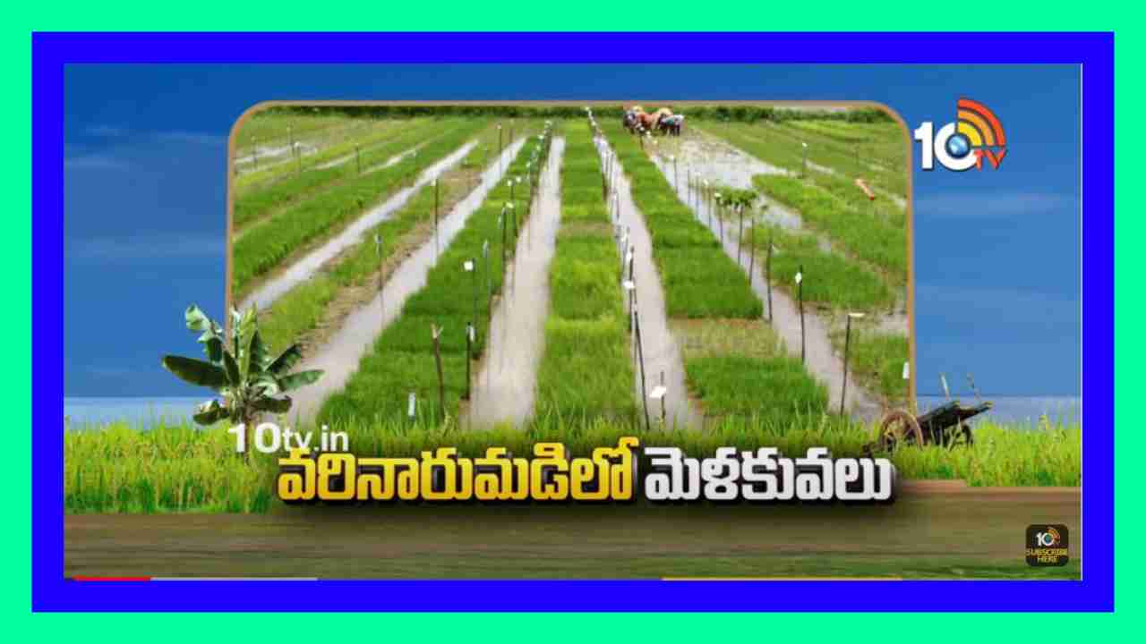 Preparation of Paddy Nursery : ఖరీఫ్ వరినారుమడులు పోస్తున్న రైతులు.. నాణ్యమైన నారుకోసం శాస్త్రవేత్తల సూచనలు