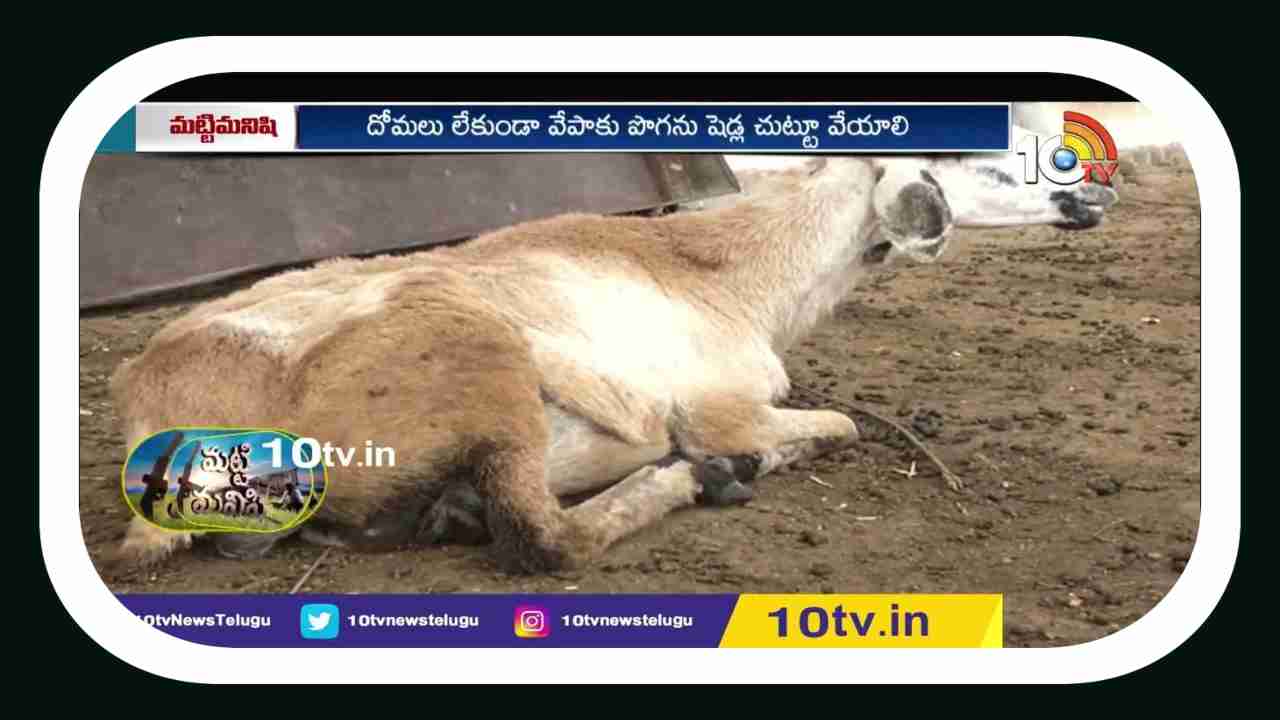 Animal Diseases : వర్షాకాలంలో జీవాలకు ఆశించే వ్యాధులు నివారణ చర్యలు
