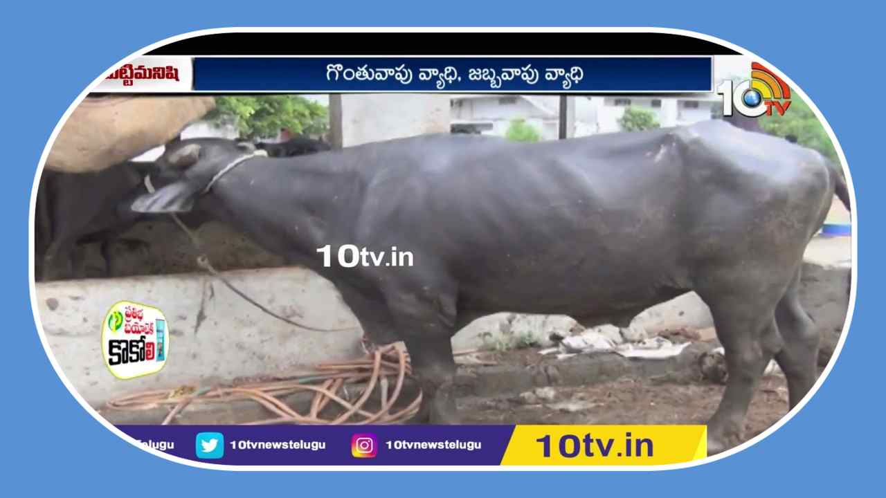 Cattle Diseases : వర్షాకాలంలో పశువులకు వచ్చే వ్యాధులు.. రైతులు పాటించాల్సిన ముందస్తు జాగ్రత్తలు