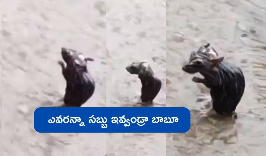 Rat Bathing in Rain : వార్నీ.. వానలో స్నానం చేస్తున్న ఎలుక.. సబ్బు ఇస్తే బాగుండు అంటూ కామెంట్లు