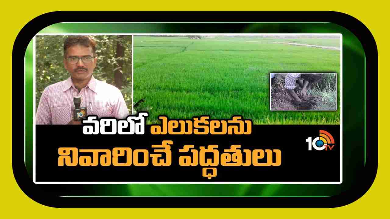 Rat Damage Control in Paddy : వరిలో ఎలుకలను నివారించే పద్ధతులు