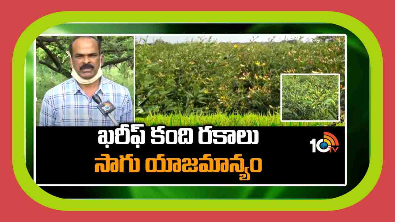 Redgram Varieties : ఖరీఫ్ కు అనువైన కంది రకాలు.. అధిక దిగుబడుల కోసం మేలైన యాజమాన్యం