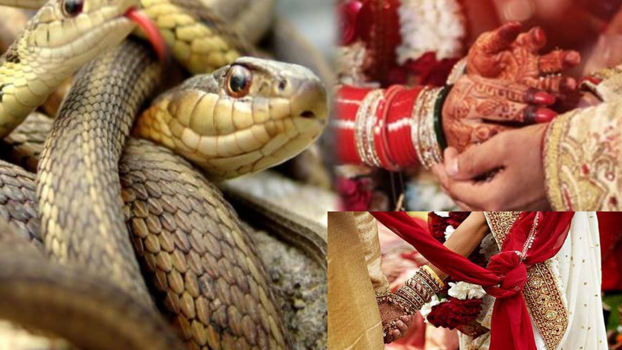 Snakes : పాములు అంతరించిపోవటం వల్ల .. ఆడబిడ్డలకు వివాహాలు కావటంలేదట