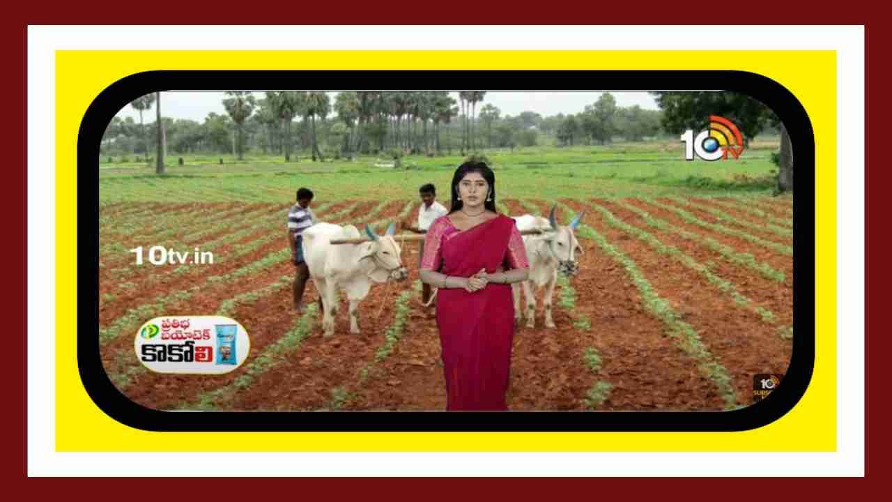 Seed Germination : విత్తేముందు విత్తన మెలక శాతం పరీక్ష చేయాలంటున్న శాస్త్రవేత్తలు