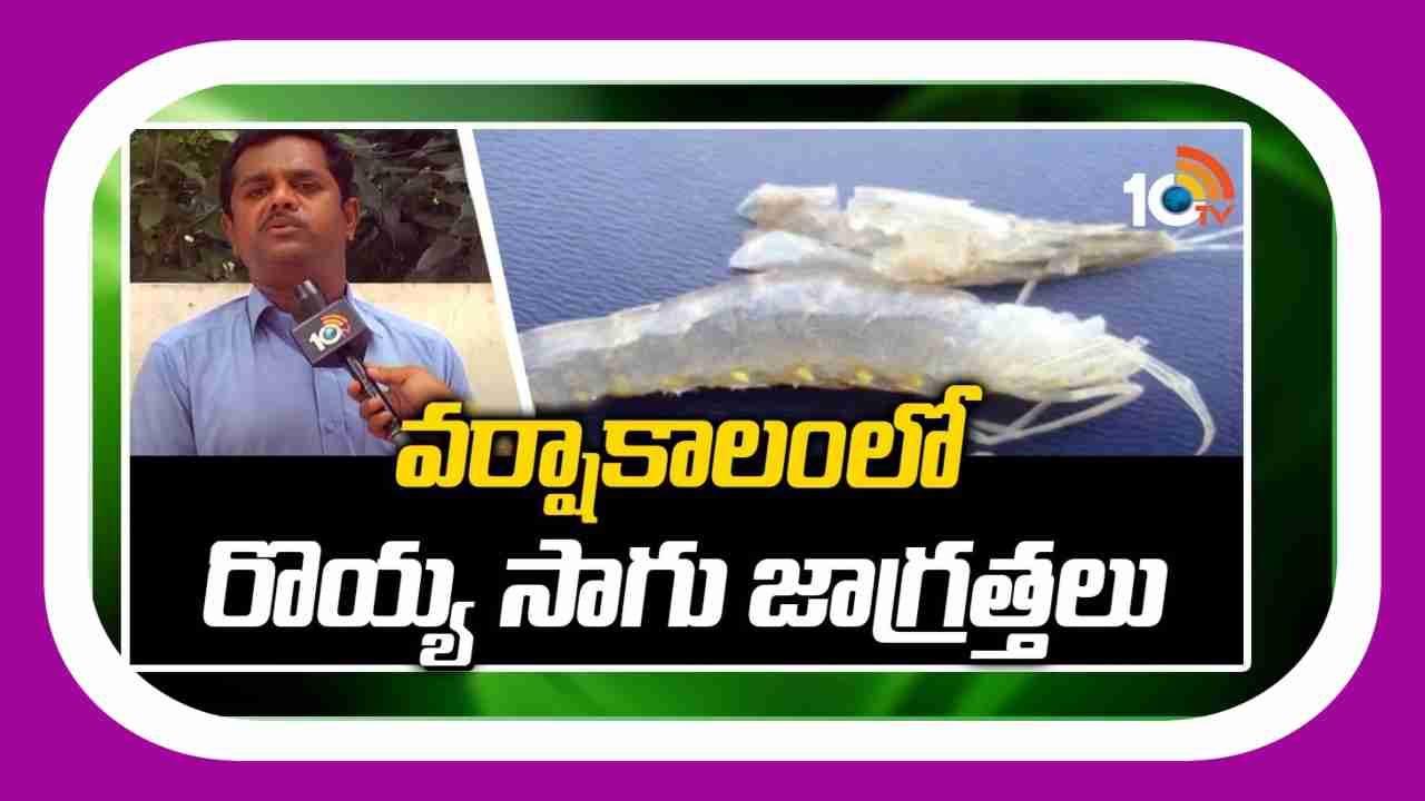 Shrimp Cultivation : వర్షాకాలంలో రొయ్యల సాగుకు పొంచి వున్న వ్యాధుల ముప్పు