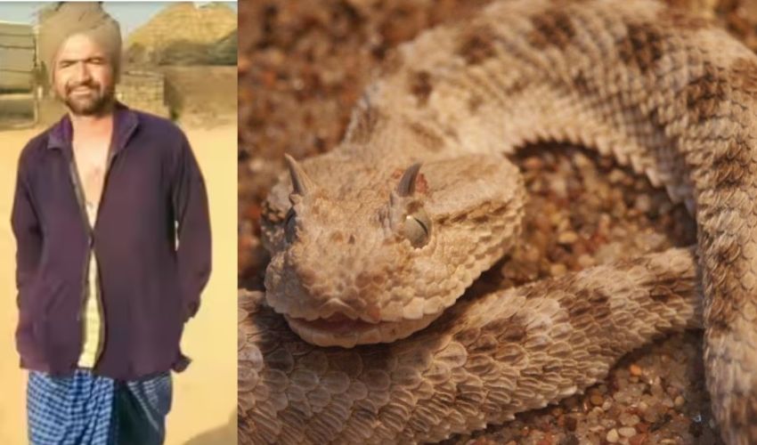 Snake bites man : పగబట్టిందా ఏంటీ..? కాటేసిన వ్యక్తి కోలుకున్నాక మళ్లీ కాటేసి చంపిన పాము