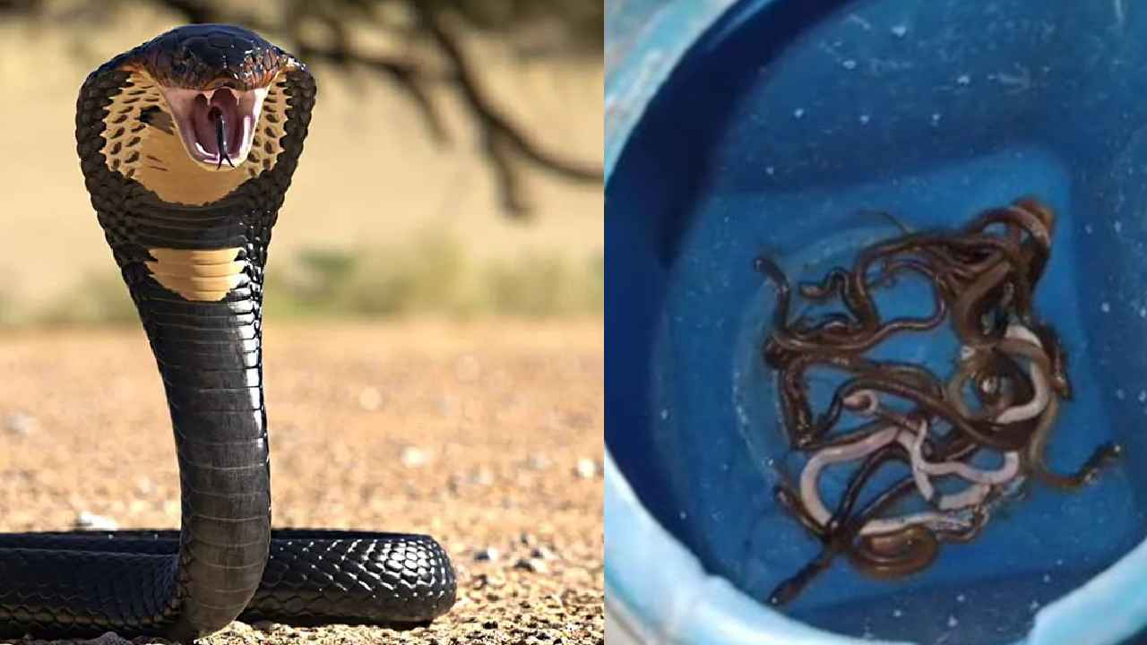 Viral Video : బాబోయ్.. అది ఇల్లా? పాముల పుట్టా? ఆ ఇంట్లో 60 సర్పాలు, షాకింగ్ వీడియో