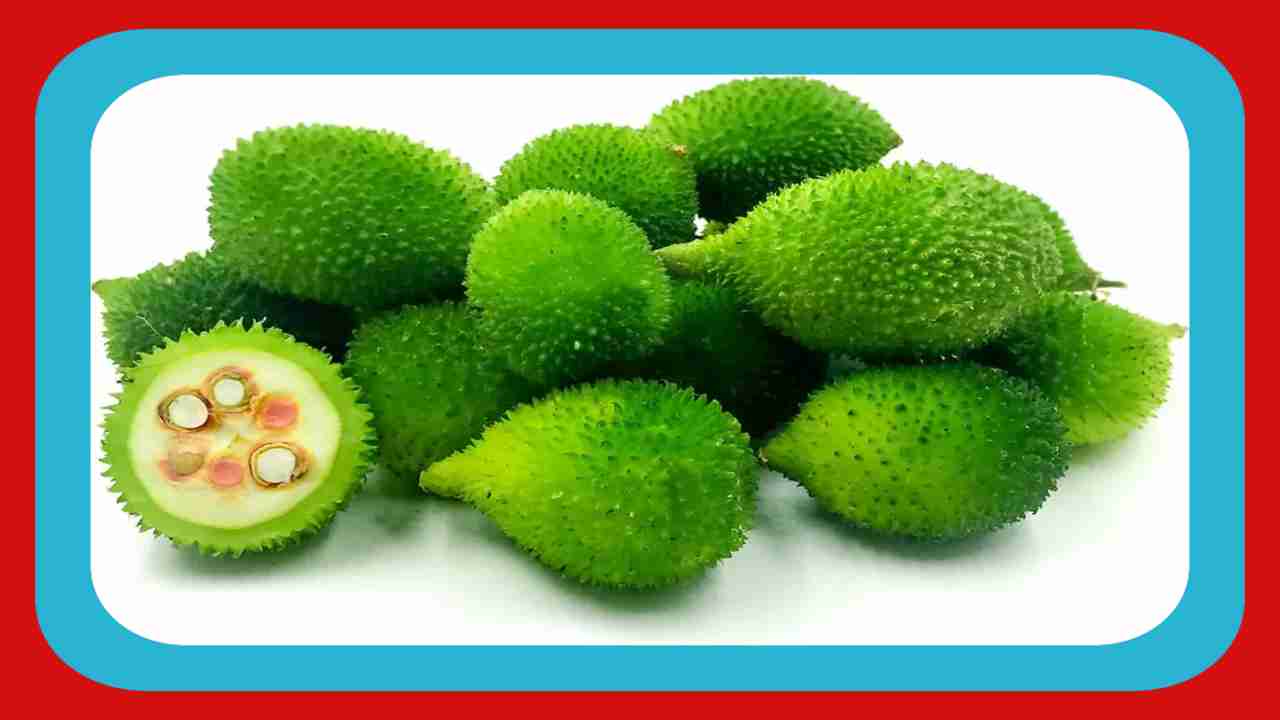 Spiny Gourd : వర్షాకాల సీజన్ లో ఆగాకర ఆహారంలో భాగం చేసుకోవటం వల్ల కలిగే 5 ఆరోగ్య ప్రయోజనాలు !