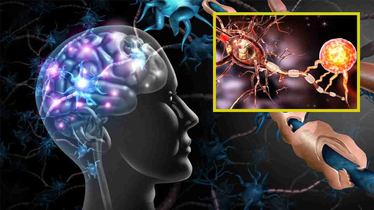 Stress and Multiple Sclerosis : యువకులలో వైకల్యానికి ఒత్తిడి ప్రధాన కారణమా ? ఒత్తిడి నాడీ వ్యవస్ధలో మల్టిపుల్ స్క్లెరోసిస్ ప్రమాదాన్ని పెంచుతుందా ?