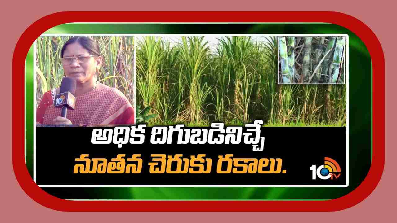 Sugarcane Cultivation : ఉత్తర కోస్తాకు అనువైన నూతన చెరకు రకాలు