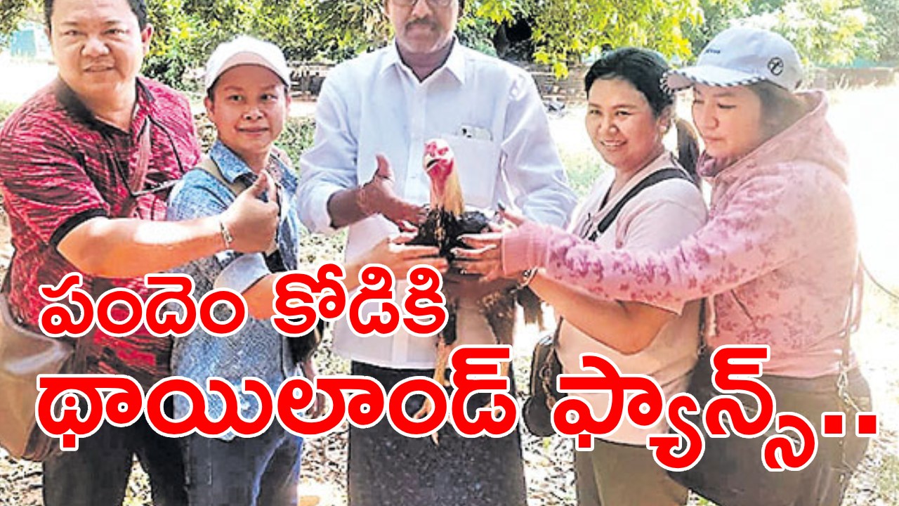 Pandem Kodi : పందెం కోడికోసం థాయిలాండ్ నుంచి రంగాపురానికొచ్చారు..! యాజమాని ససేమిరా అనడంతో..